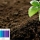 La importancia del pH para las plantas