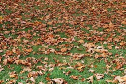 Recoger las hojas en otoño.