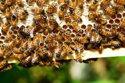 El trabajo del apicultor