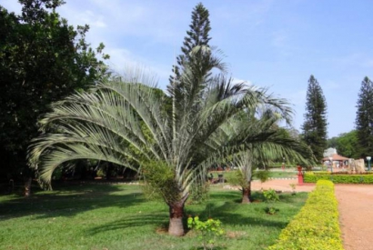 Plantar una palmera en el jardín