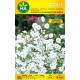 Semillas de flor gipsofila blanca