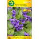Semillas de flor violeta 4 estaciones