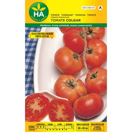 Semillas de tomate de colgar seleccionado