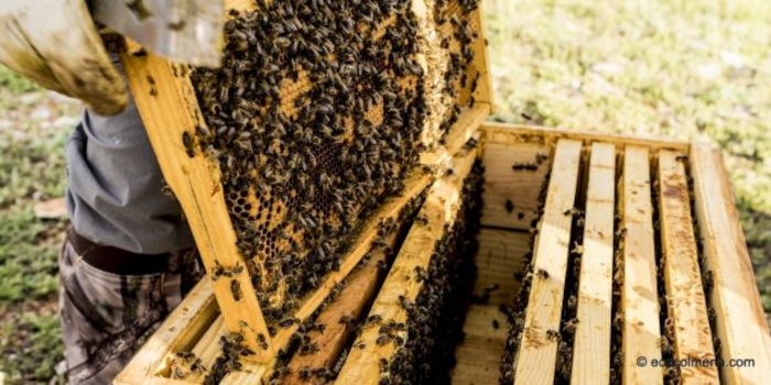 Estructura de una colmena de abejas