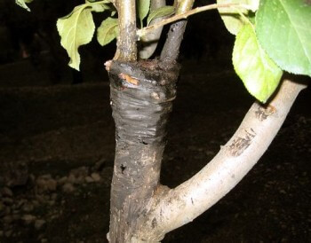 Injerto en árbol frutal con hendidura doble.