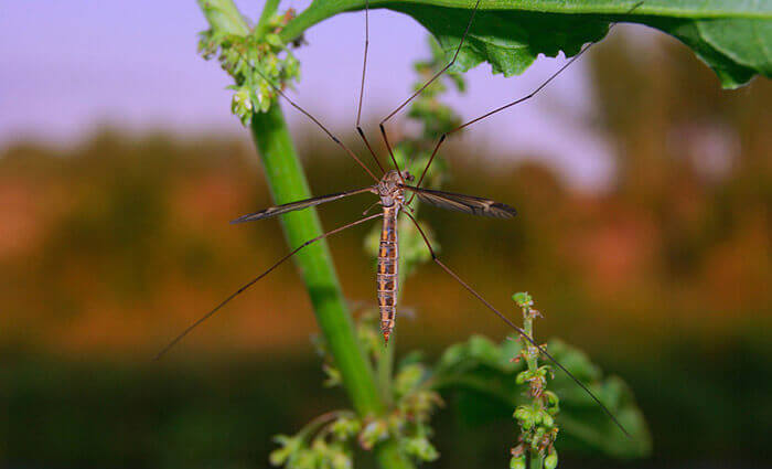 insecticidas caseros