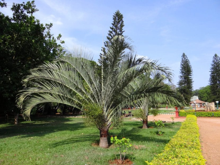 Frustrante Despertar Circular Plantar una palmera en el jardín
