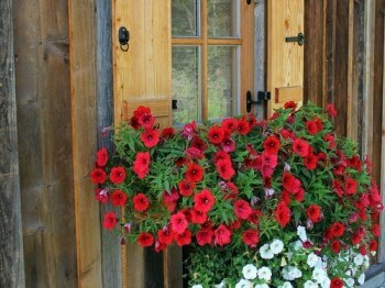 Petunias rojas y blancas en balcón.