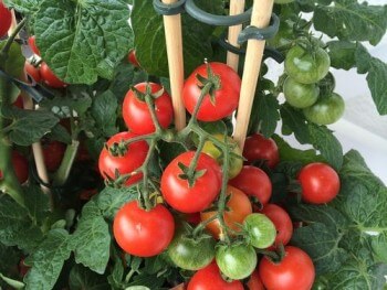 Planta de tomates entutorada con varas y clips