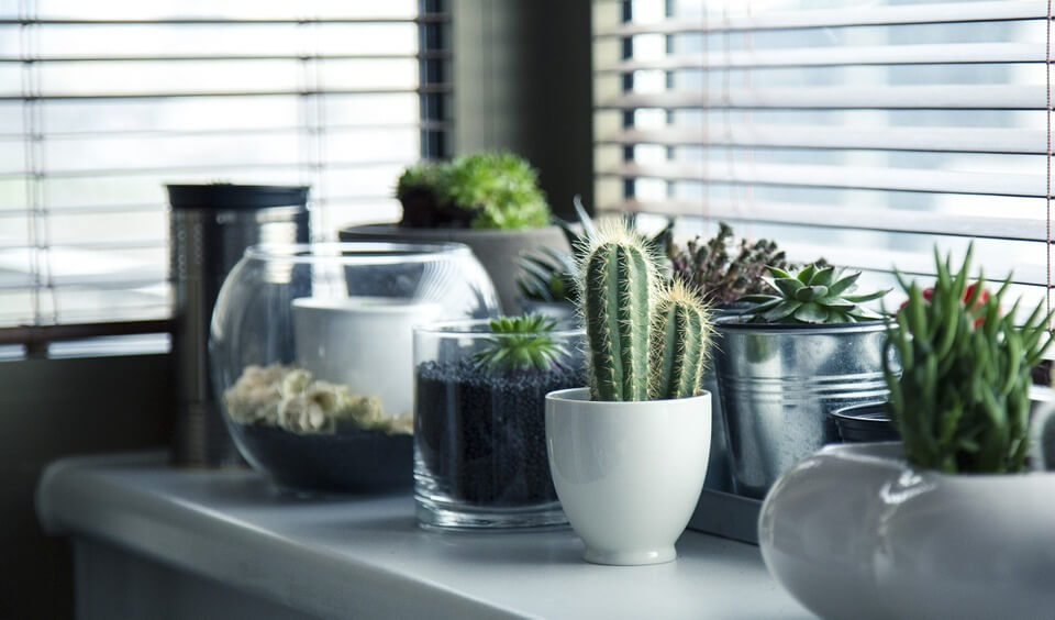 Todo sobre los cactus: cómo cuidarlos y decorar con ellos