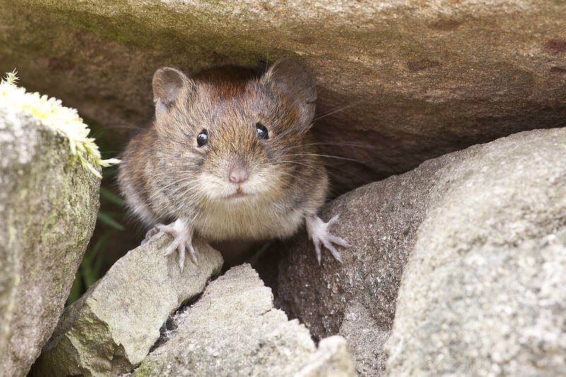 Como Hacer Una Trampa Para Ratas Casera (letal) 