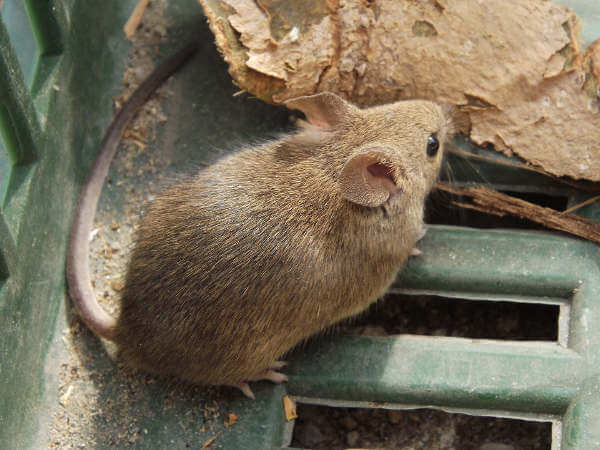 Ratón rejilla