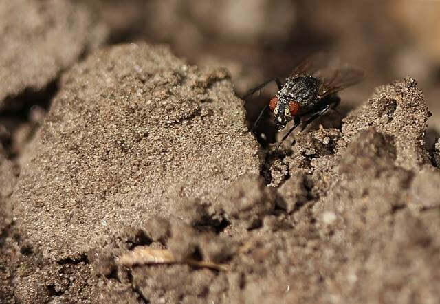 Suelo de jardín