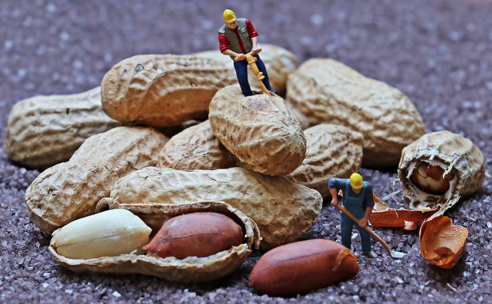Semillas De Cacahuete DECOALIVE | Fáciles De Cultivar En Casa | Sobre De 10 Gramos Con Alta Germinación
