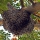 Tipos de abejas