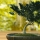 Cuidados básicos de un bonsái