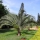 Plantar una palmera en el jardín