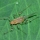 Eliminar plaga de pulgón en el jardín.