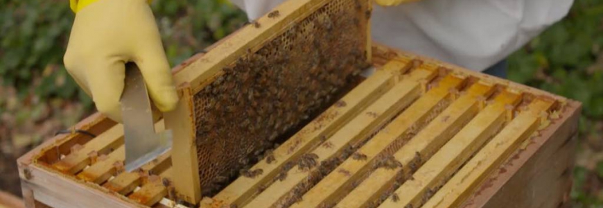 Cuidados de la abeja