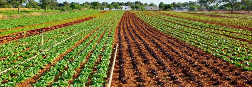 Cultivo de plantas