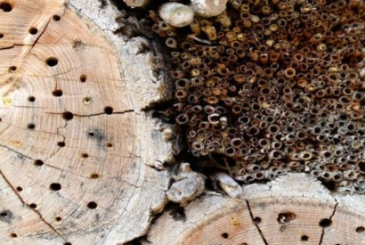 Cómo saber si una madera tiene termitas
