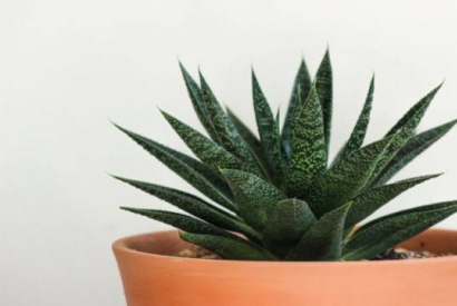 Las mejores plantas para los principiantes