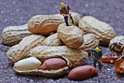 Todo sobre la planta del cacahuete