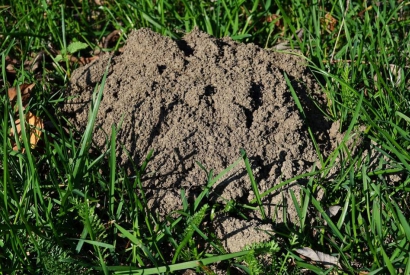 ¿Qué hacer con los topos en el jardín?