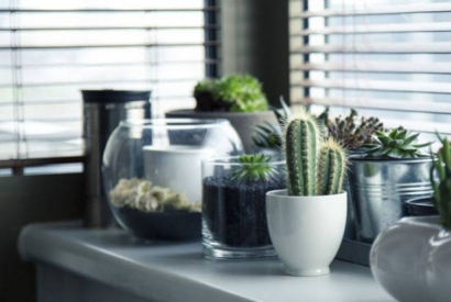 Las plantas de interior más resistentes