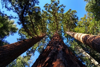 Cómo talar un árbol.