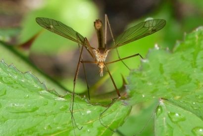 Repeler los mosquitos de forma natural en el jardín.