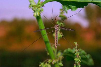 Los insecticidas caseros más eficaces