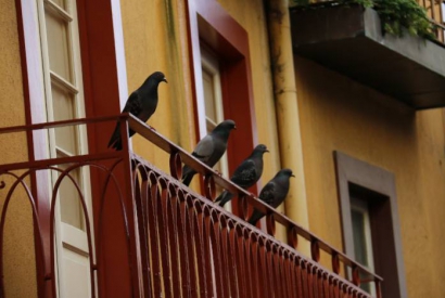 Control de palomas en edificios