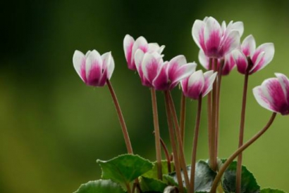 Las plantas más resistentes al frío 