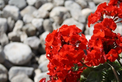 Geranios, cultivo y cuidados.