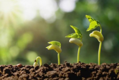 ﻿Razones por las que no crecen las plantas