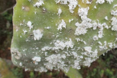 ¿Cómo eliminar una plaga de cochinilla en el jardín?