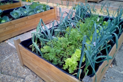 Cómo iniciarse en la horticultura urbana.