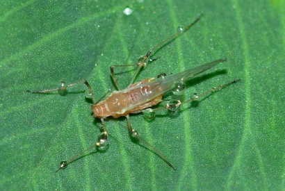 Eliminar plaga de pulgón en el jardín.