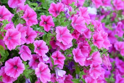 Petunias y surfinias. Cultivo y cuidados.