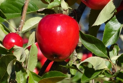 Injertos en árboles frutales.
